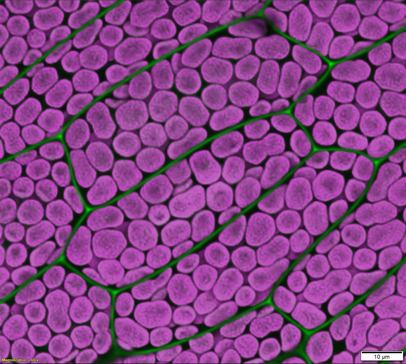 leaf cell image